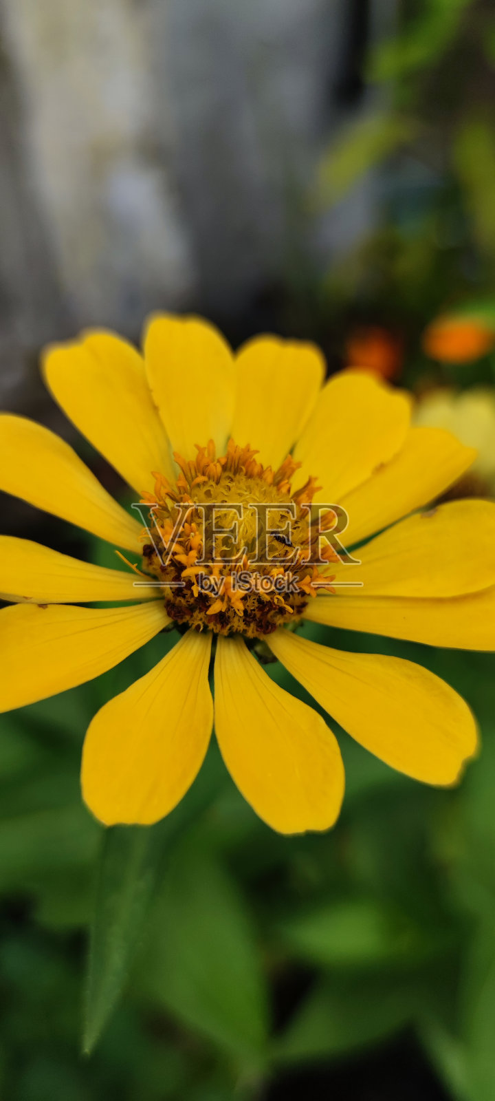 清晨黄花的清新照片摄影图片