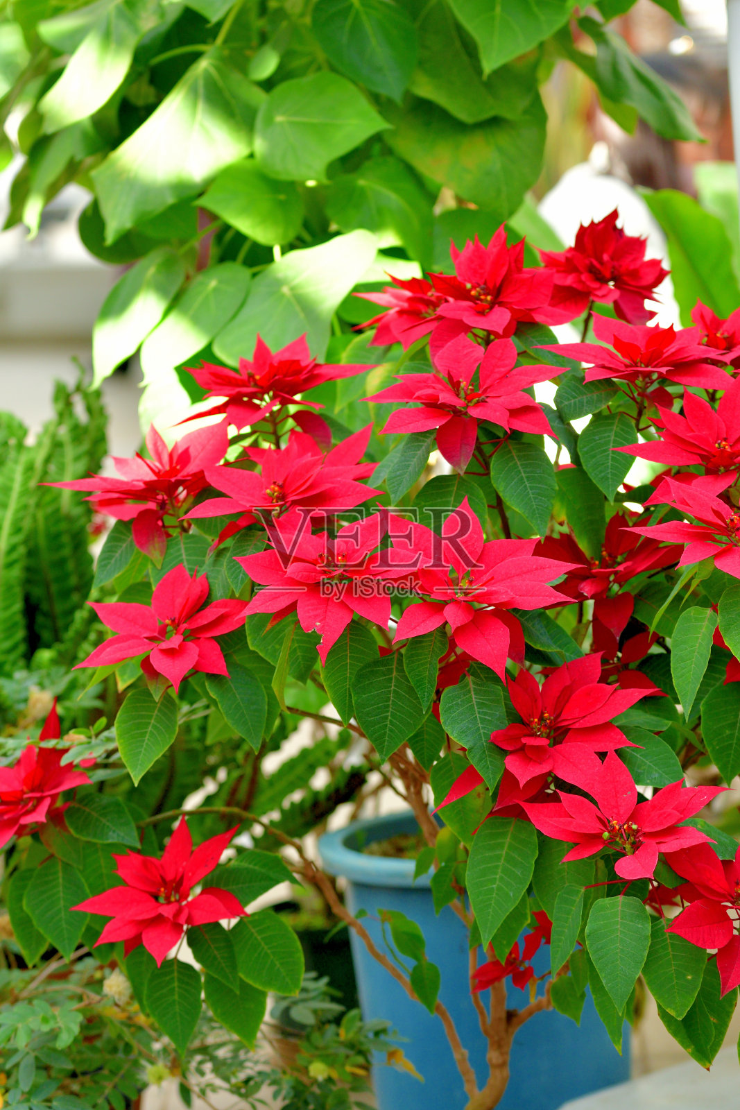 一品红/大戟照片摄影图片