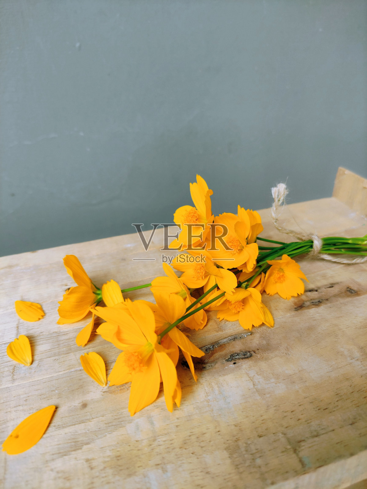 美丽的黄色宇宙花。照片摄影图片