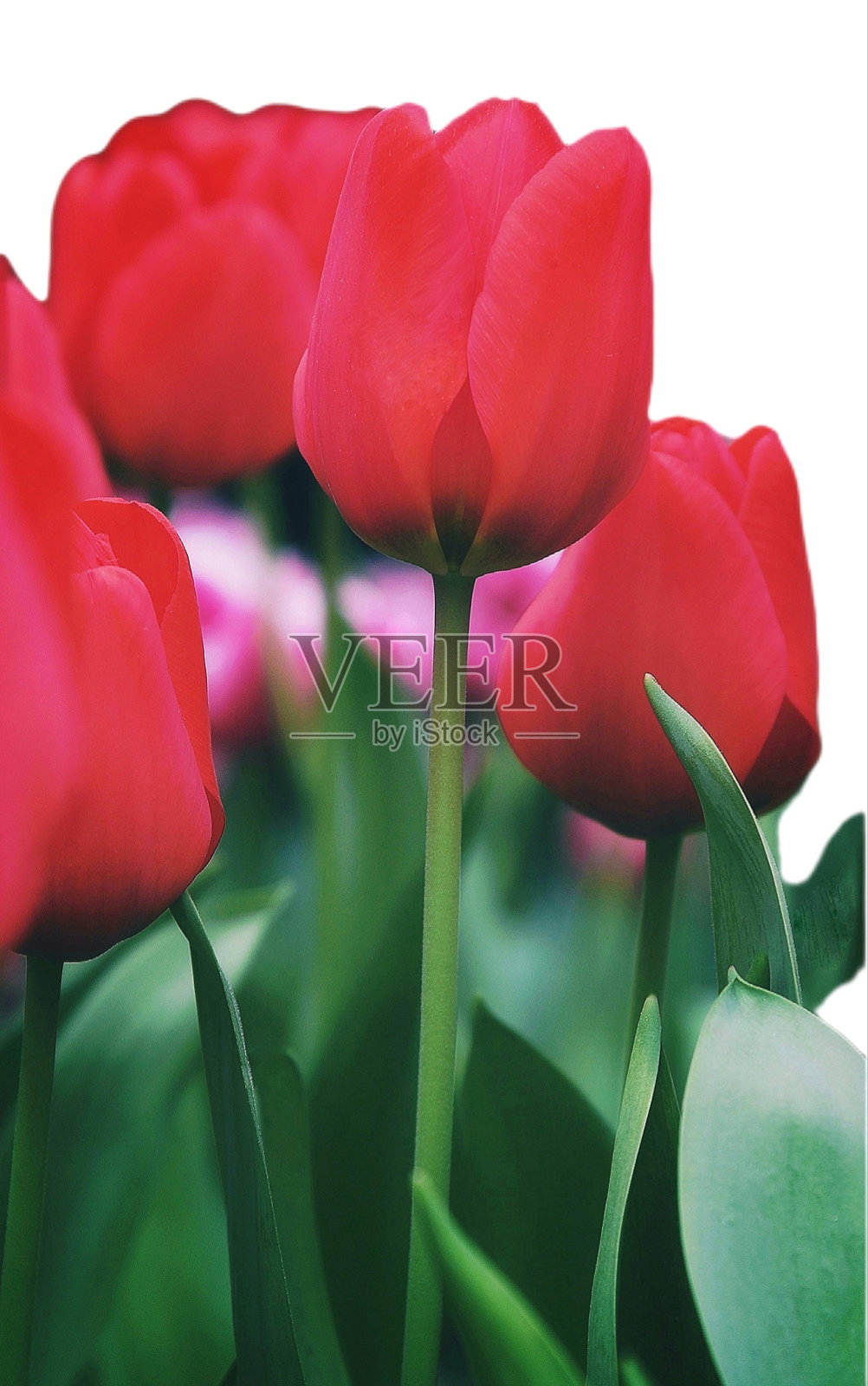 红色的郁金香花。照片摄影图片