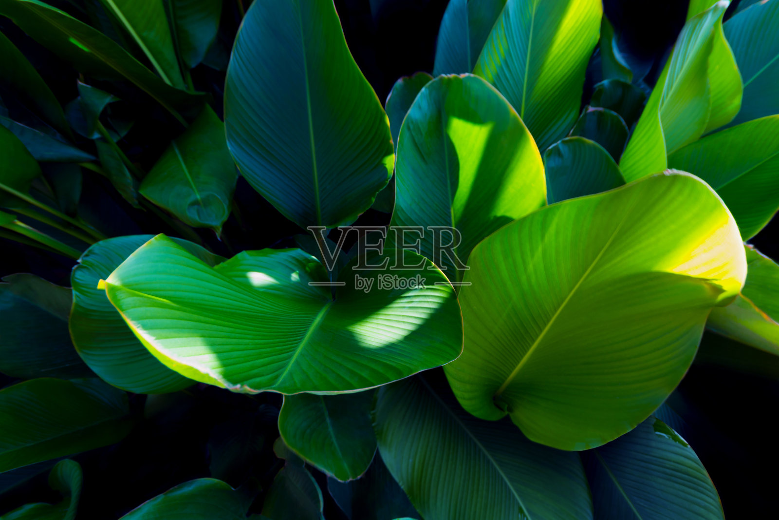 深绿色热带叶群。黄花菖蒲叶。照片摄影图片