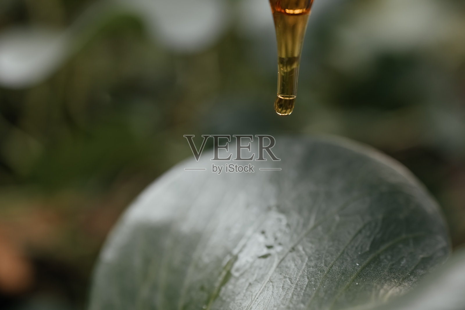 含油滴的化妆品滴管与精油滴,护肤品,绿色自然背景,自然概念,白人女性手持化妆品精油滴管,橙色背景照片摄影图片