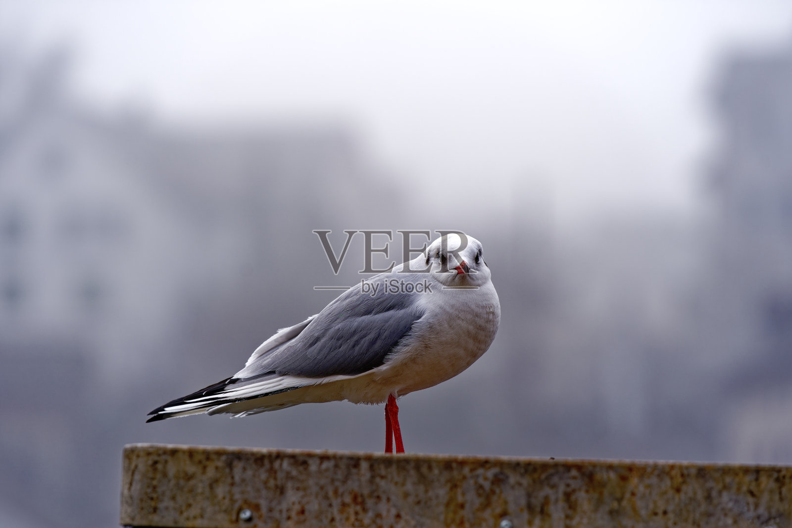 一只海鸥站在沙夫豪森市的混凝土墙上,在一个灰色的冬天早晨。照片摄影图片