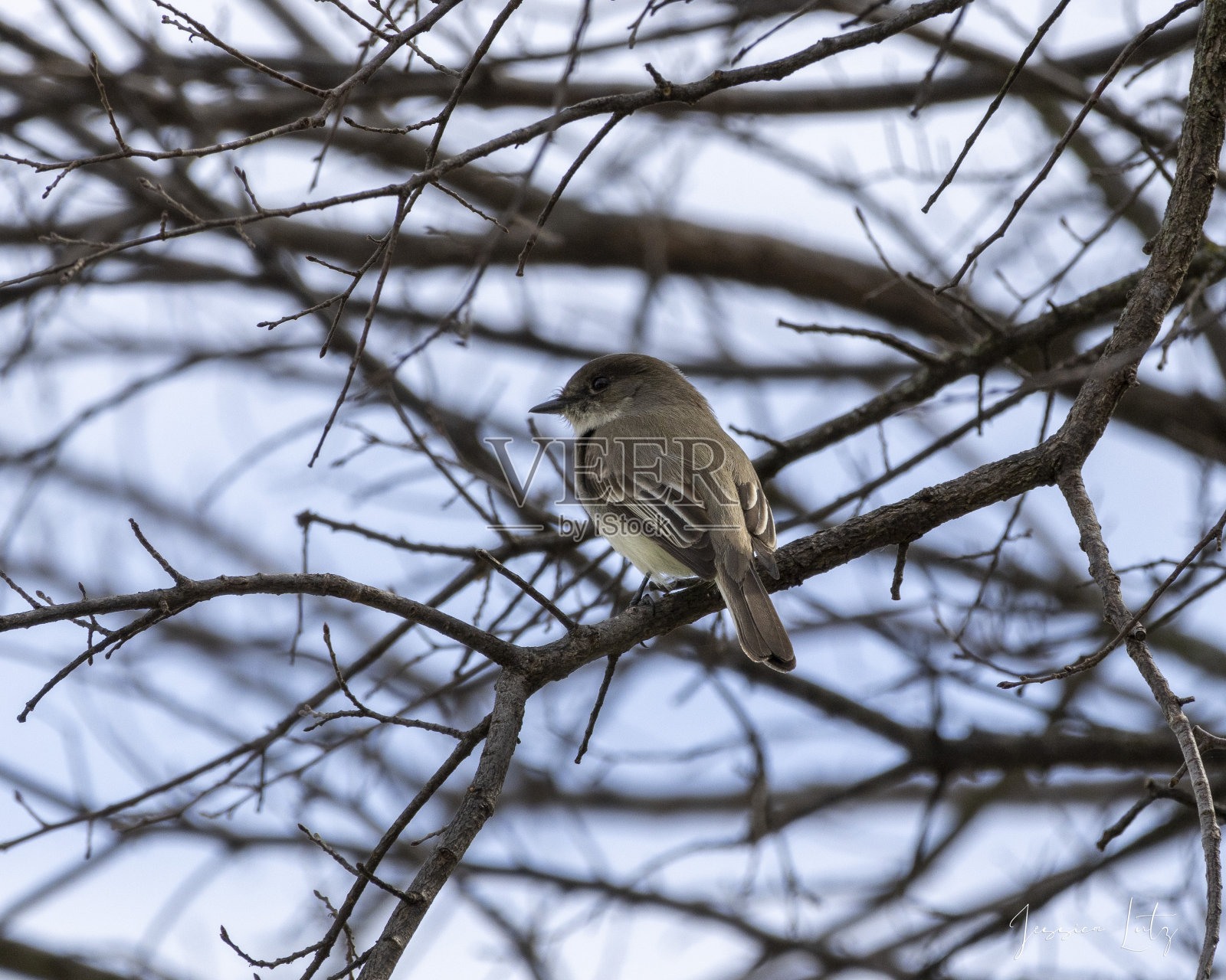 冬天栖息在树枝上的鸟照片摄影图片