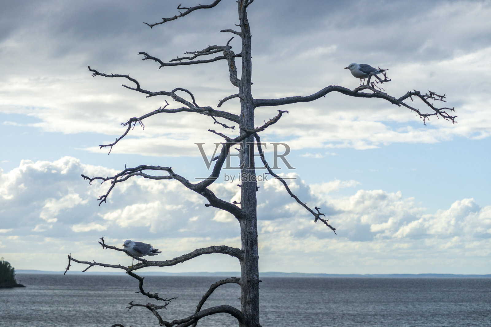 死树上的海鸥照片摄影图片