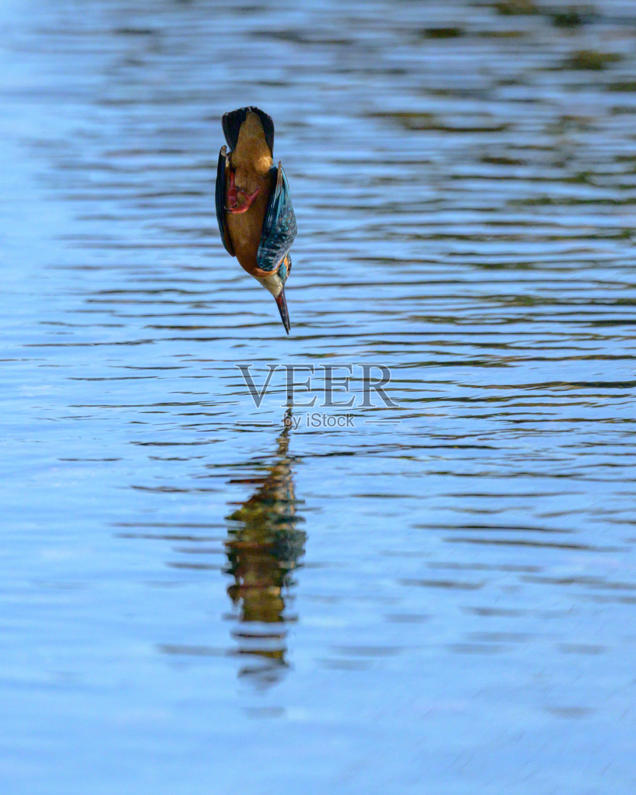 普通翠鸟跳入水中照片摄影图片