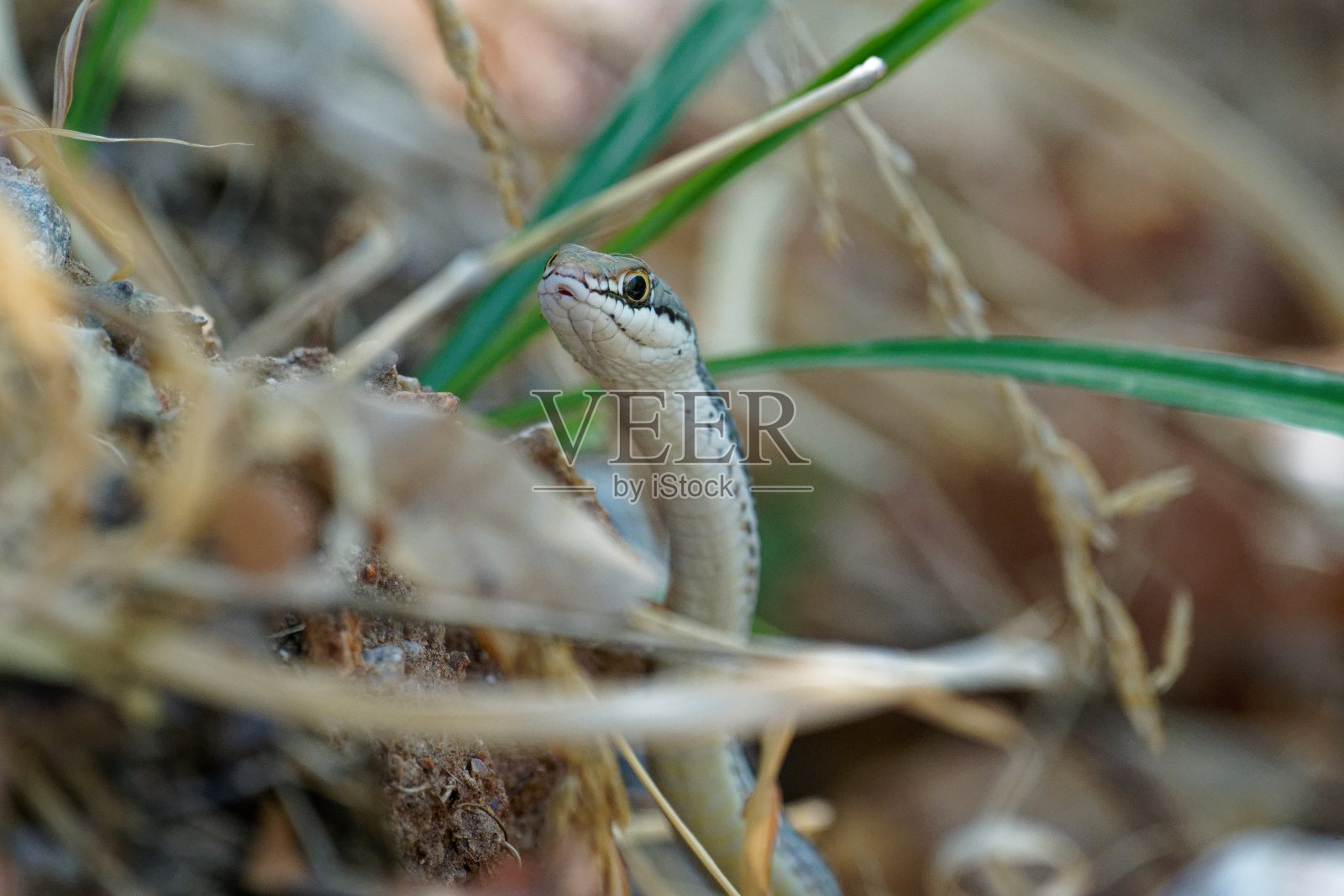 条纹Whipsnake照片摄影图片