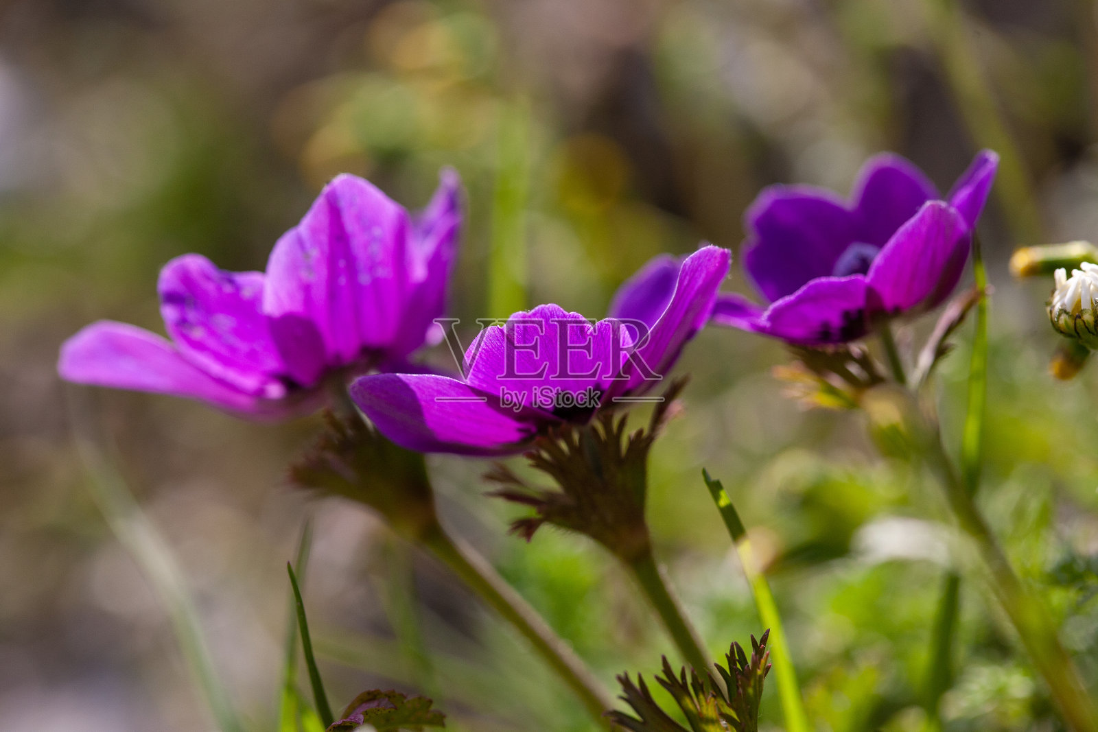 随着春天的到来,彩色的银莲花盛开的特写照片摄影图片