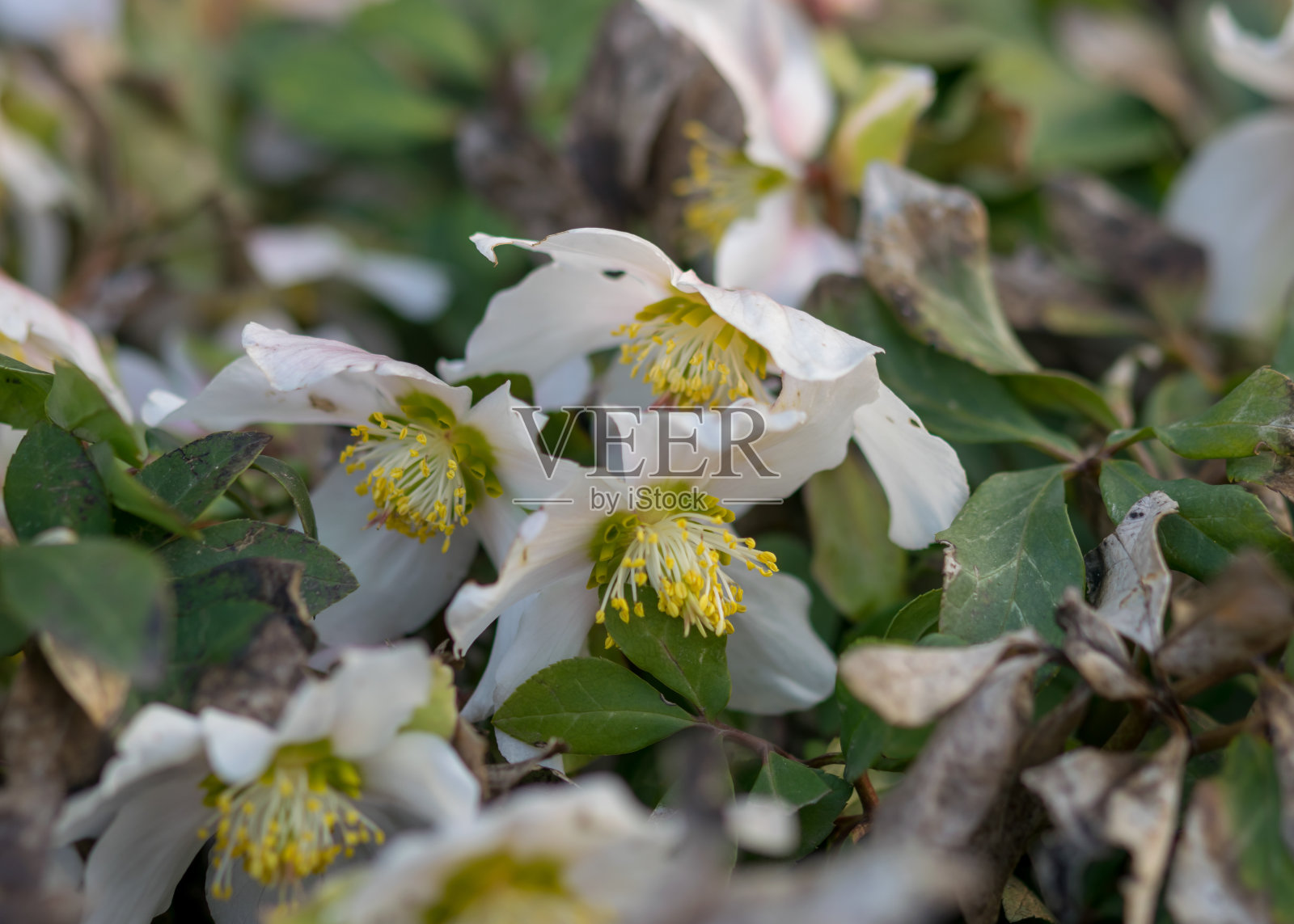 春天的花丛在花园里,花的碎片在模糊的背景上,春天的使者照片摄影图片