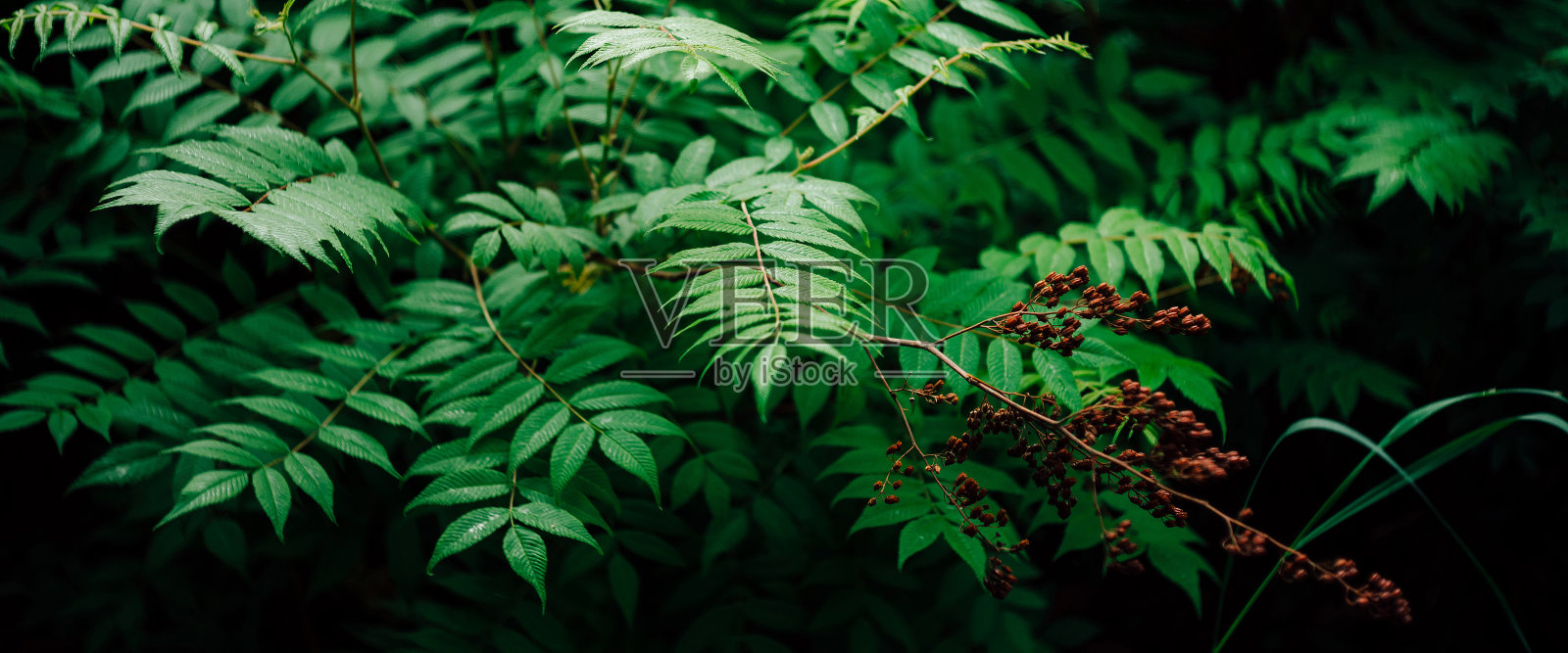 湿润的绿叶和红色的花蕾。自然背景与小裂叶蕨特写。新鲜生动的绿色植物与复制空间。美丽的树枝,亮绿色的叶子和露水。照片摄影图片