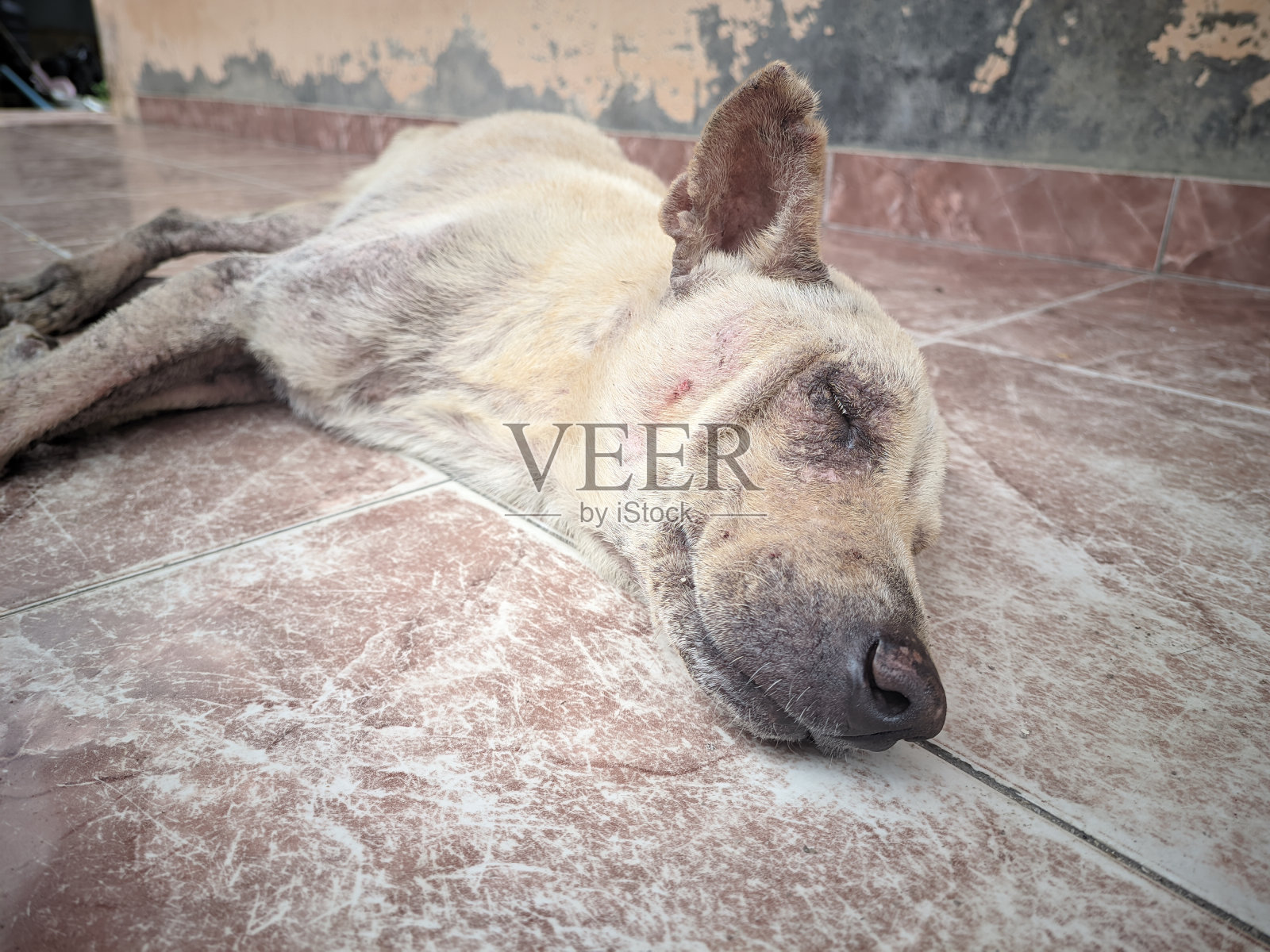 悲伤孤独的街上可怜的狗,一只瘦瘦的,有癣的狗躺在别人家的地板上照片摄影图片