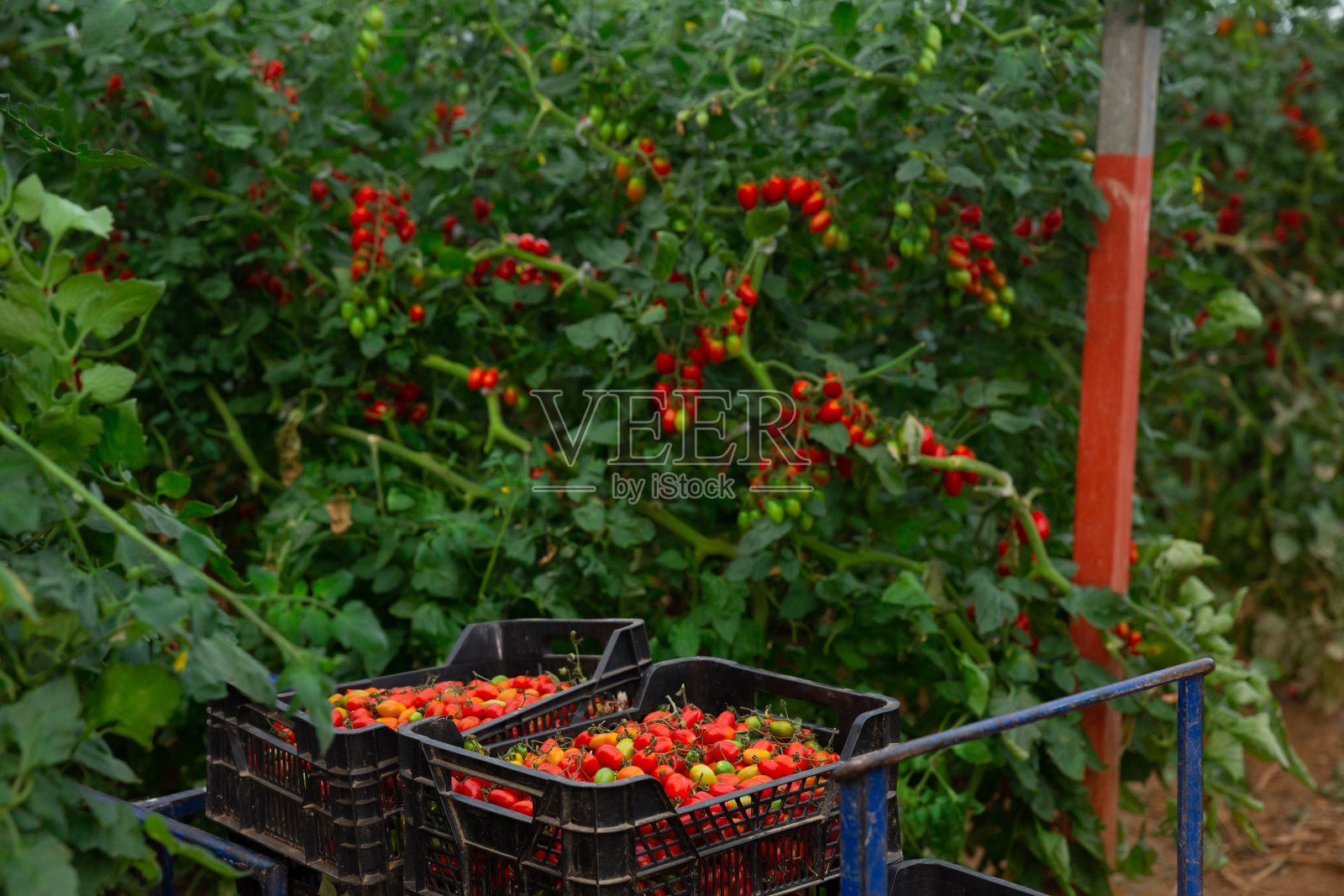 在温室的板条箱里种植西红柿照片摄影图片