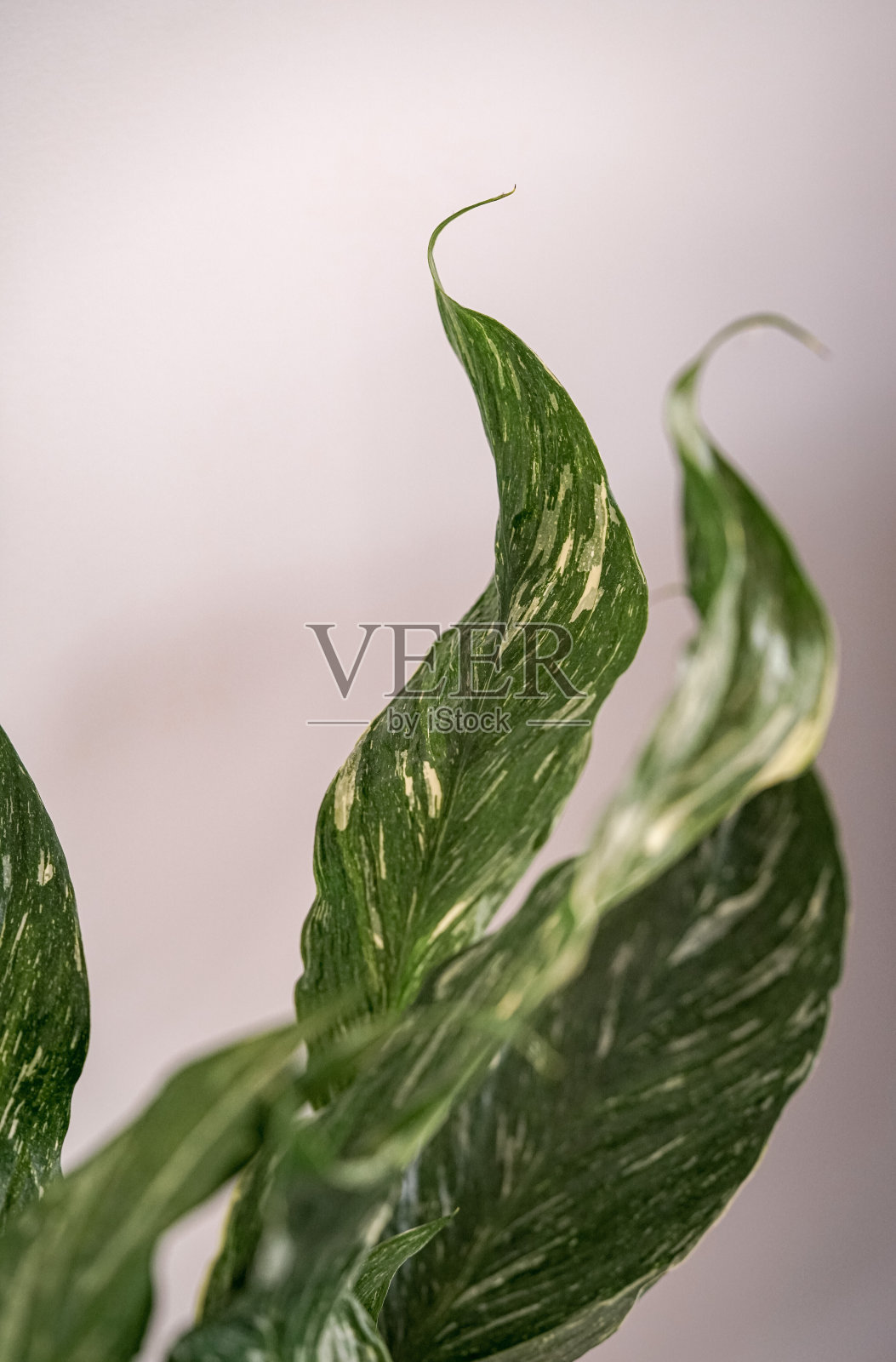 Spathiphyllum钻石照片摄影图片