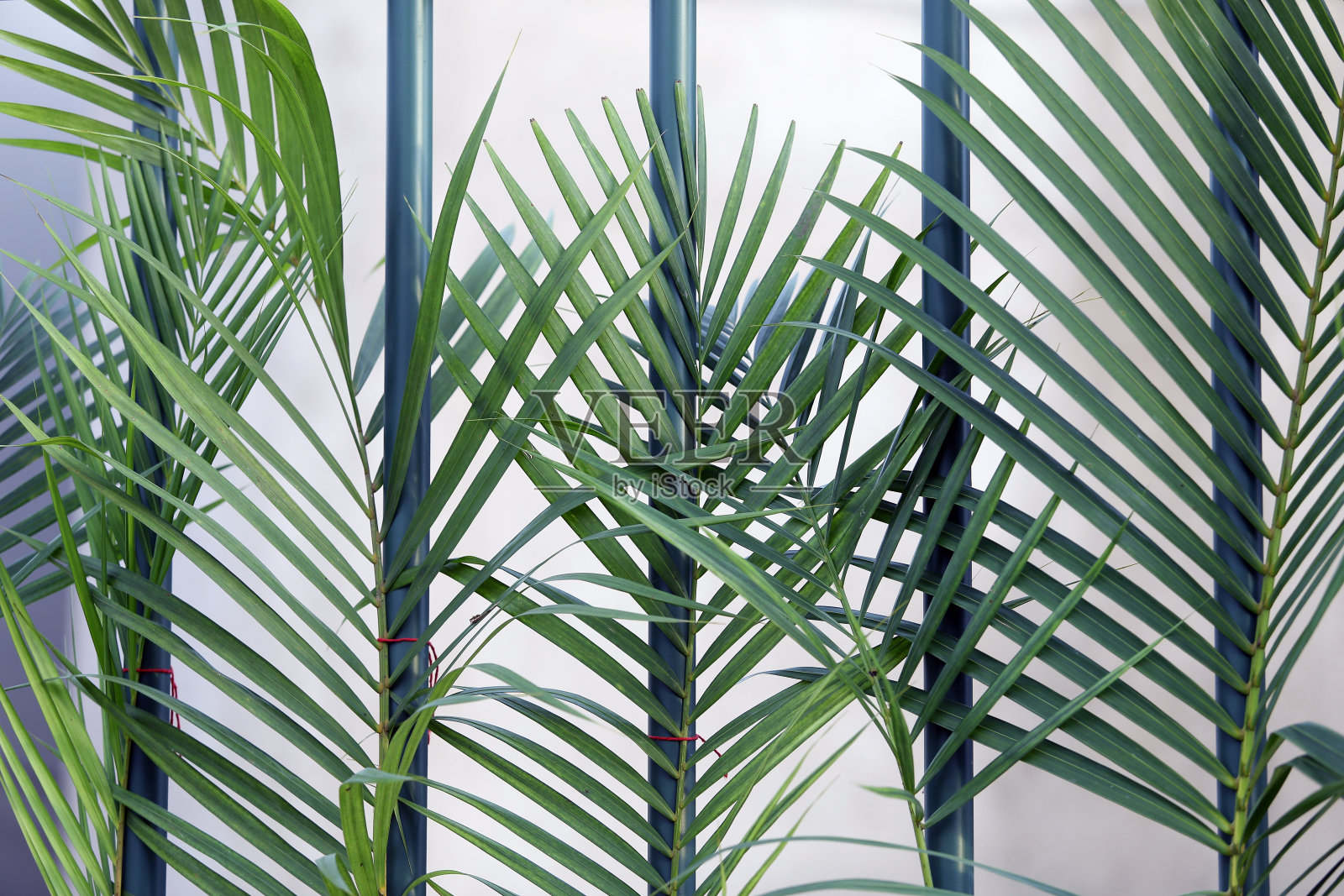 圣周棕枝主日 - 宗教象征照片摄影图片