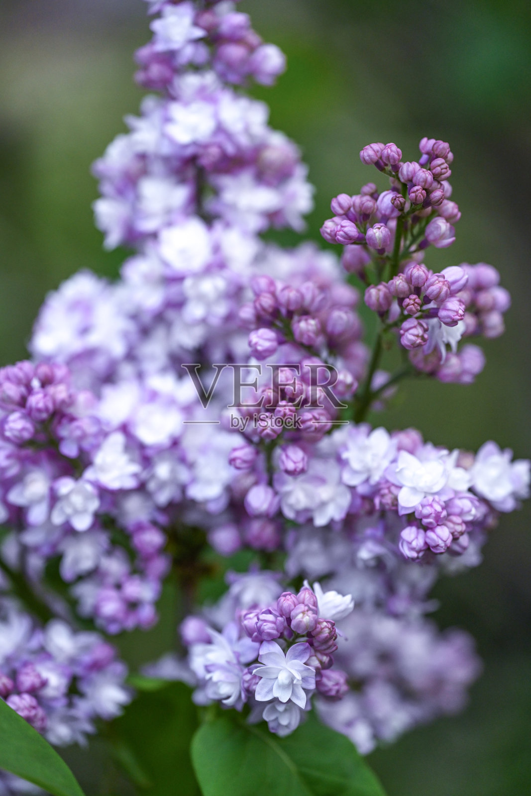 春天的花朵照片摄影图片