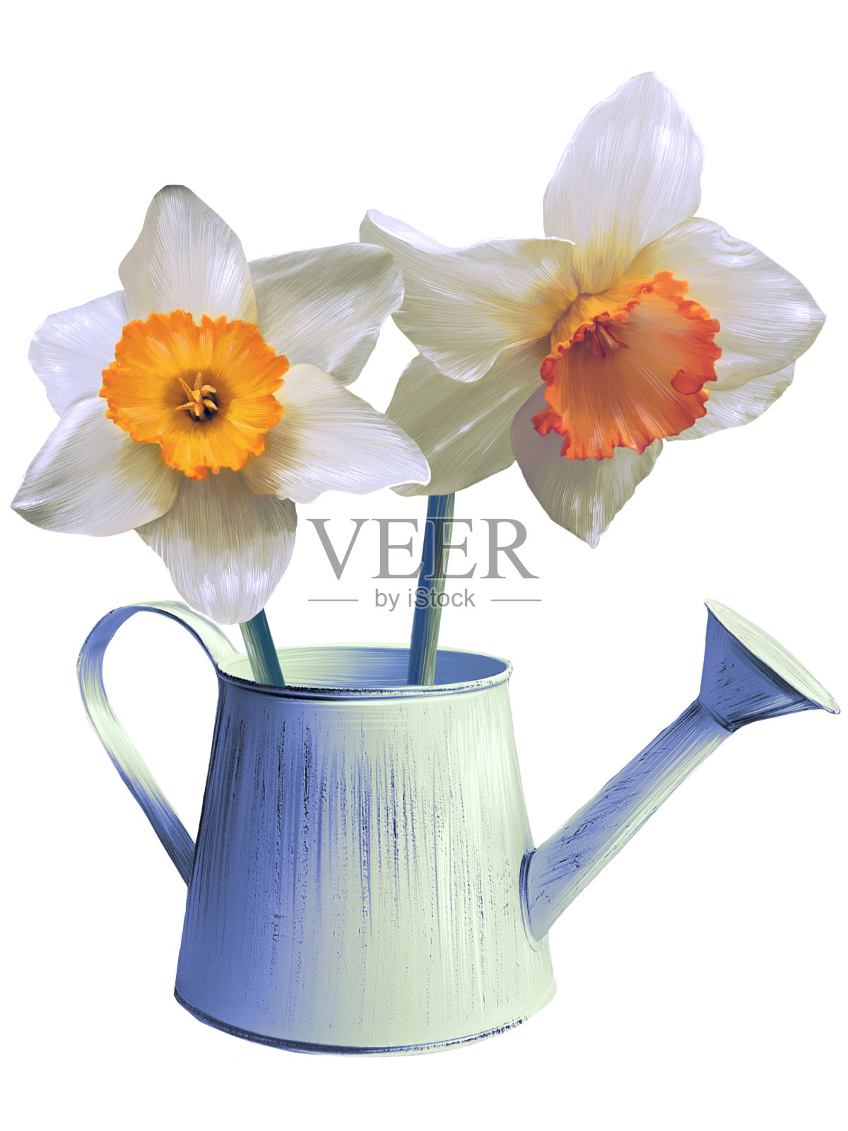 白色的水仙花在一个喷壶插图插画图片素材