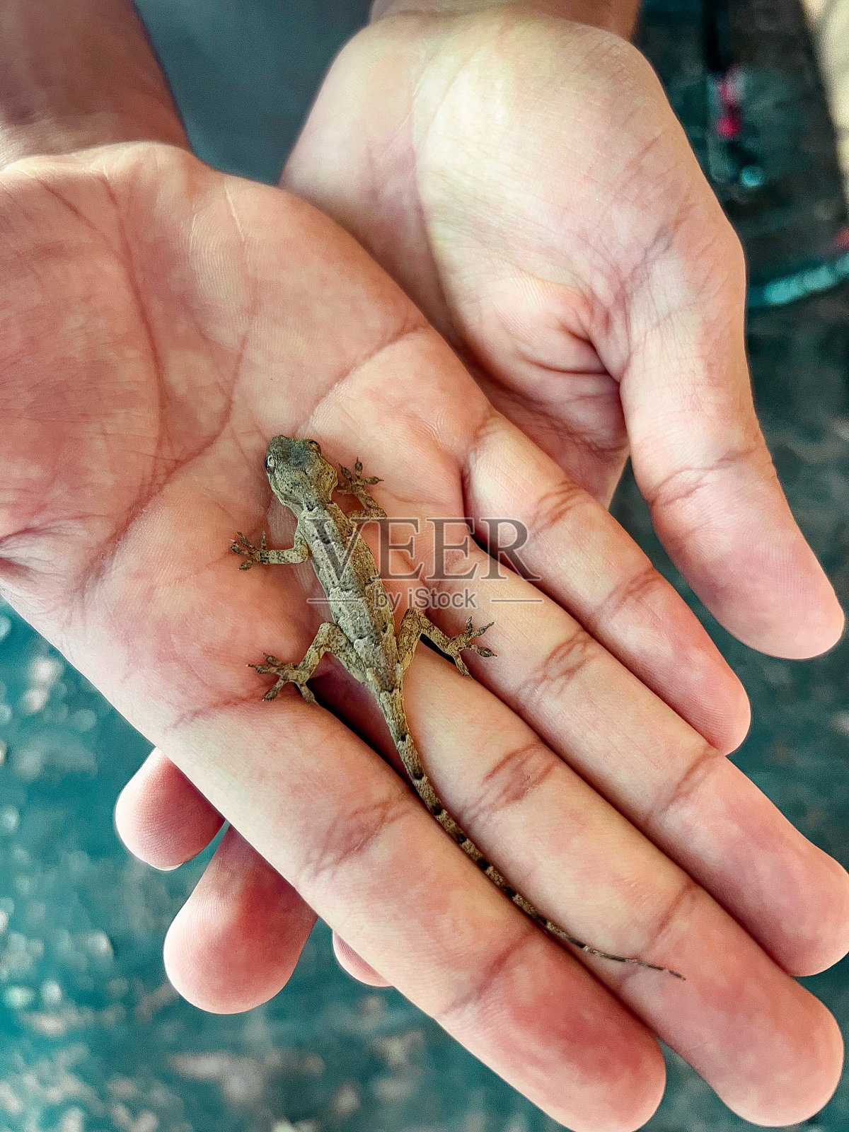 通过捕捉蜥蜴动物的个人视角照片摄影图片