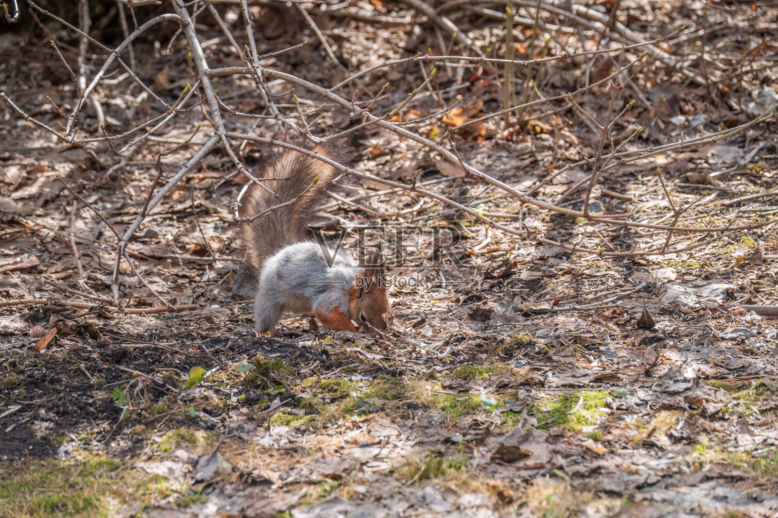 秋天或春天,松鼠把坚果藏在绿草地上,上面有掉落的黄叶照片摄影图片