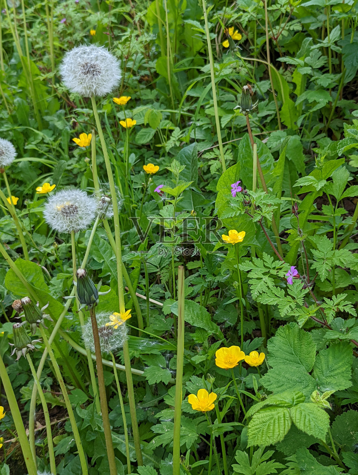野花补丁照片摄影图片