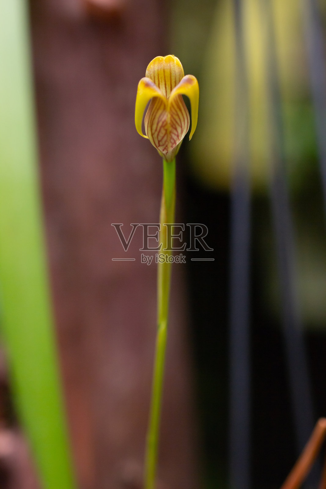 黄色小照片摄影图片