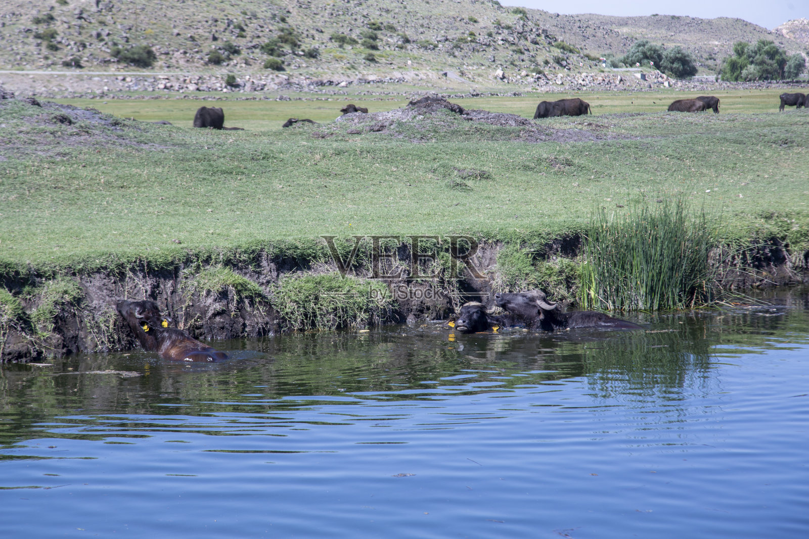 水牛是沼泽水牛的一种,也被称为家养水牛。照片摄影图片