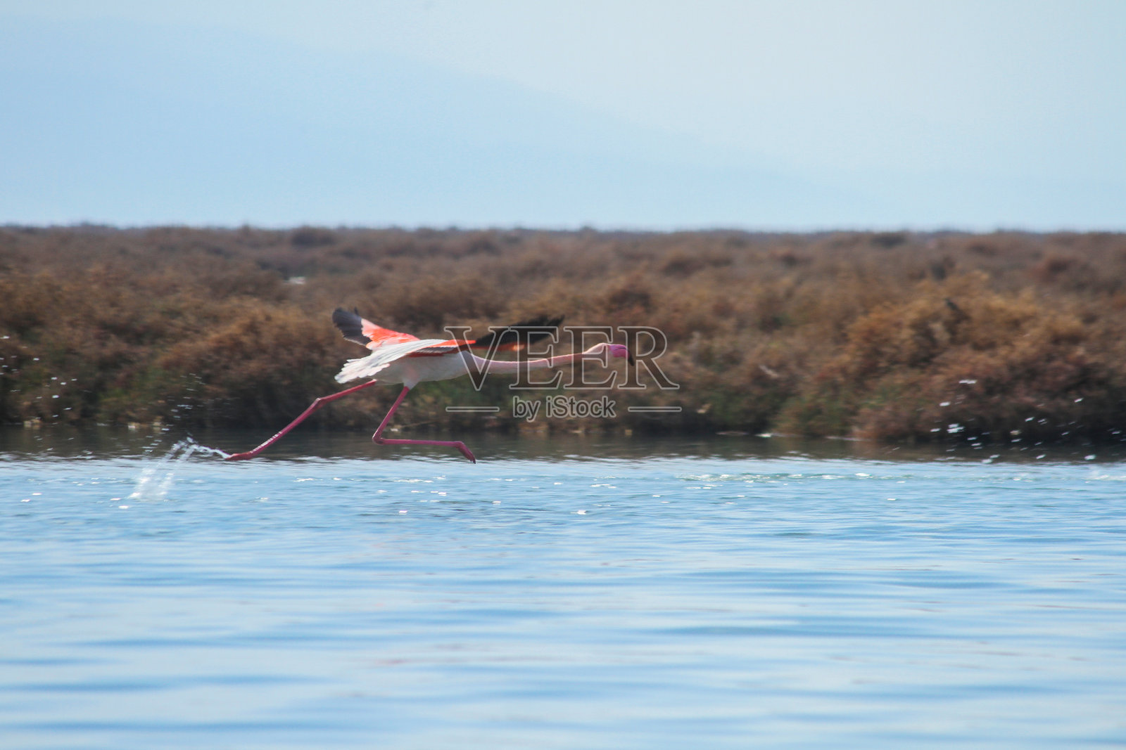 粉红色的火烈鸟照片摄影图片