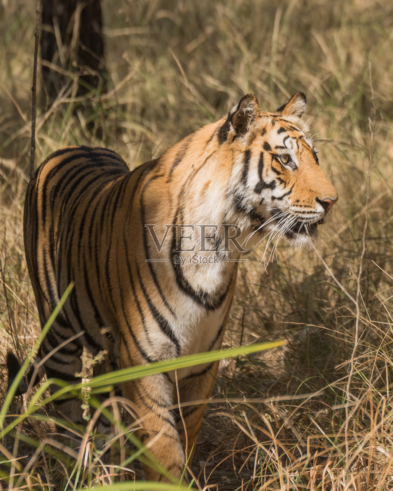 印度野生动物照片摄影图片