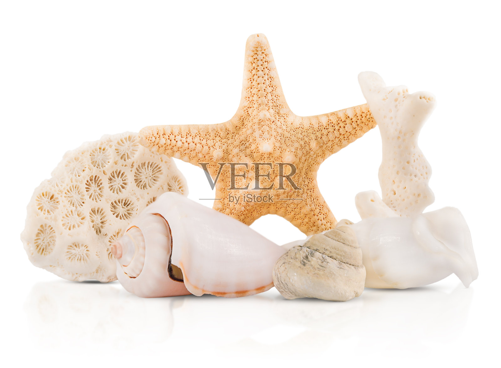 一群海洋生物被孤立在白色背景上,有阴影和反射照片摄影图片