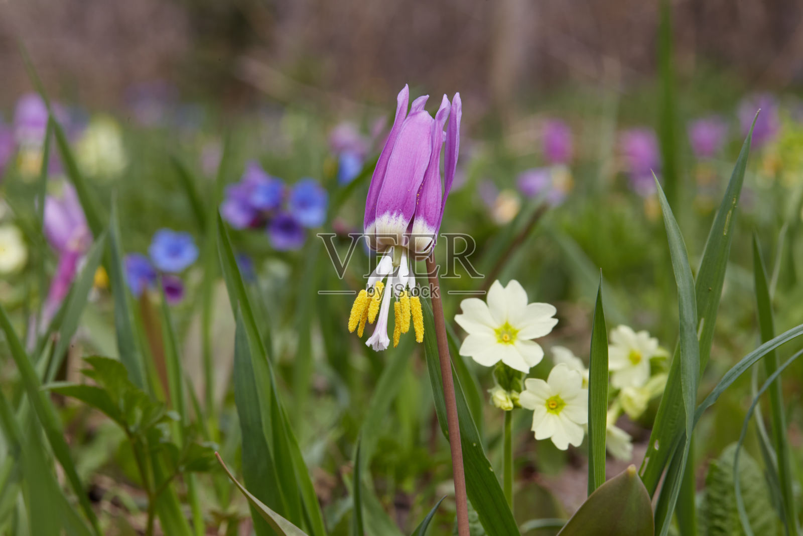 Erythŕonium照片摄影图片