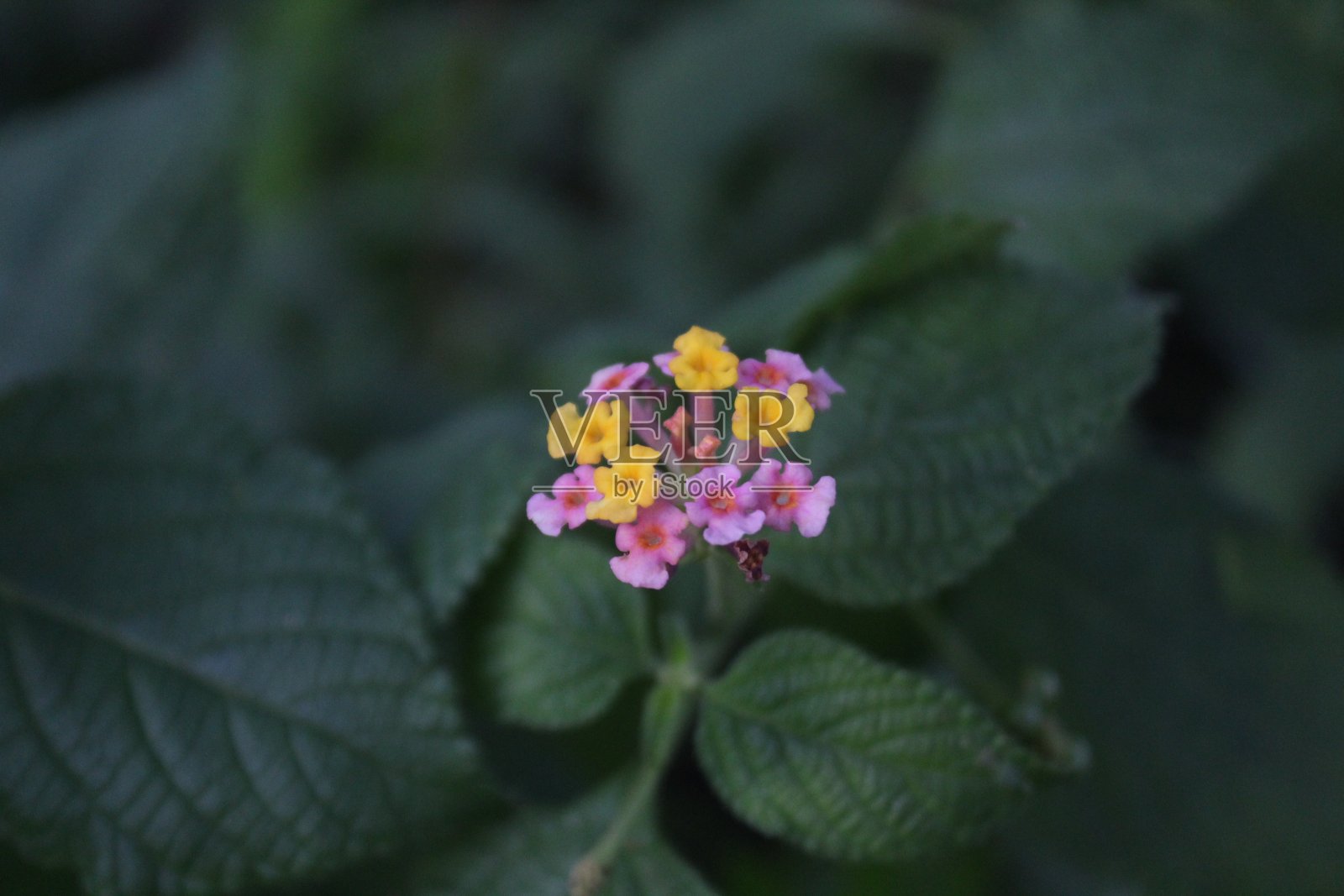 花名叫西印度兰塔那照片摄影图片