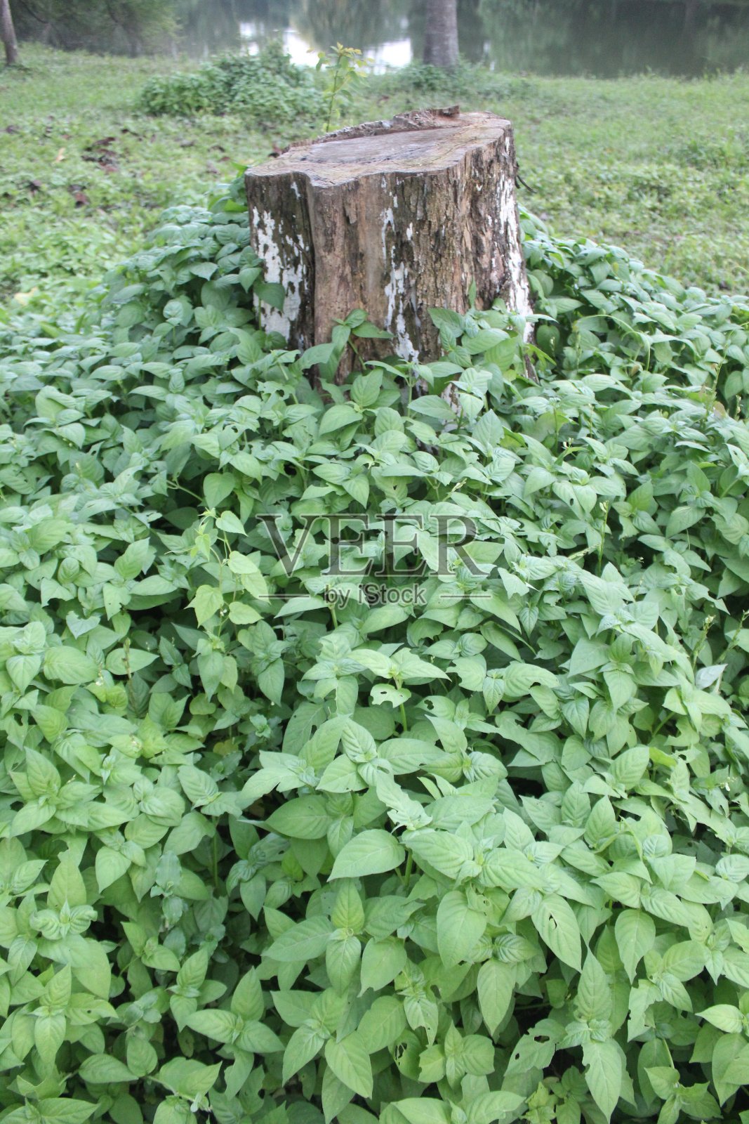 那棵树被砍倒了照片摄影图片