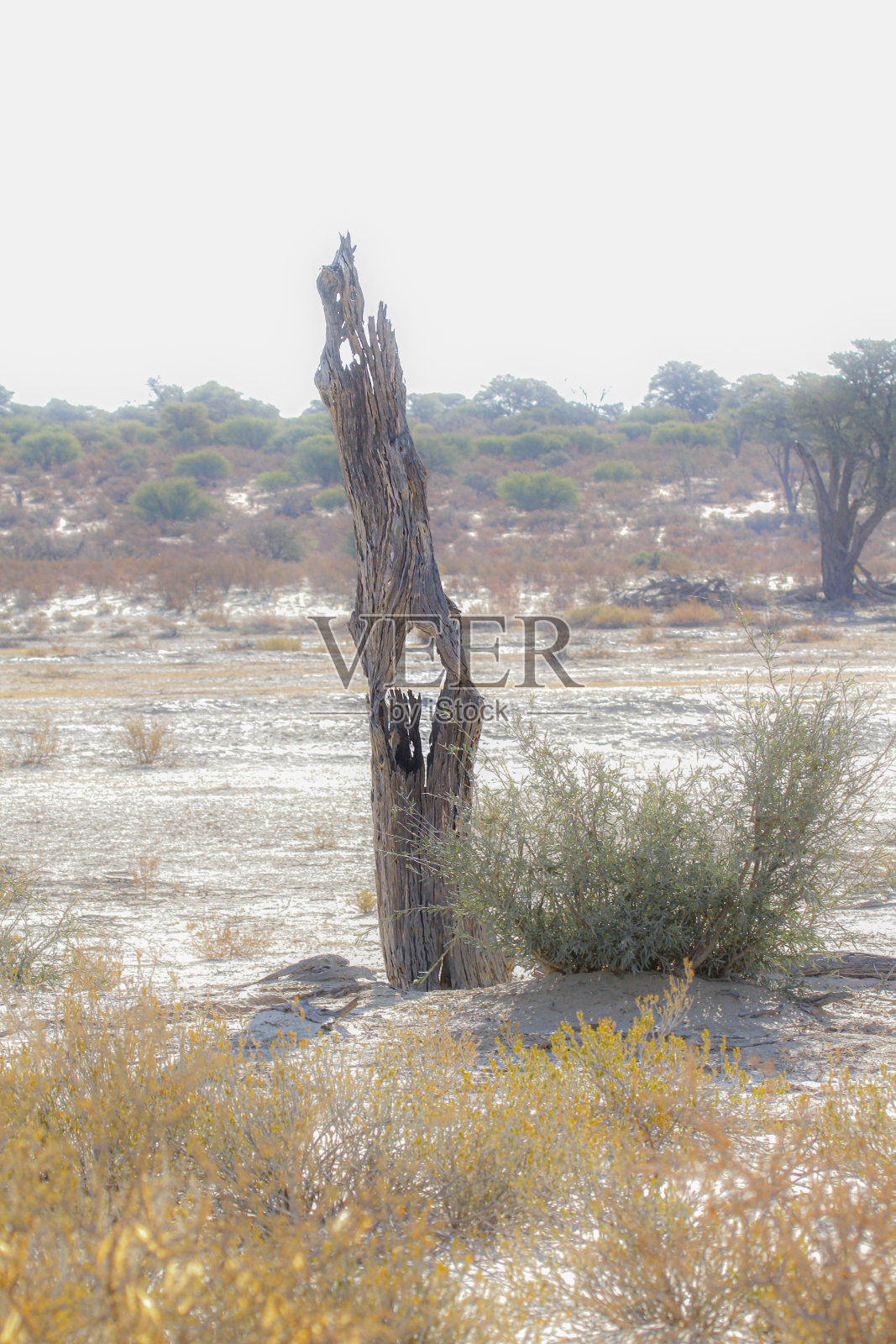 南非Kgalagadi跨境公园的死树桩照片摄影图片