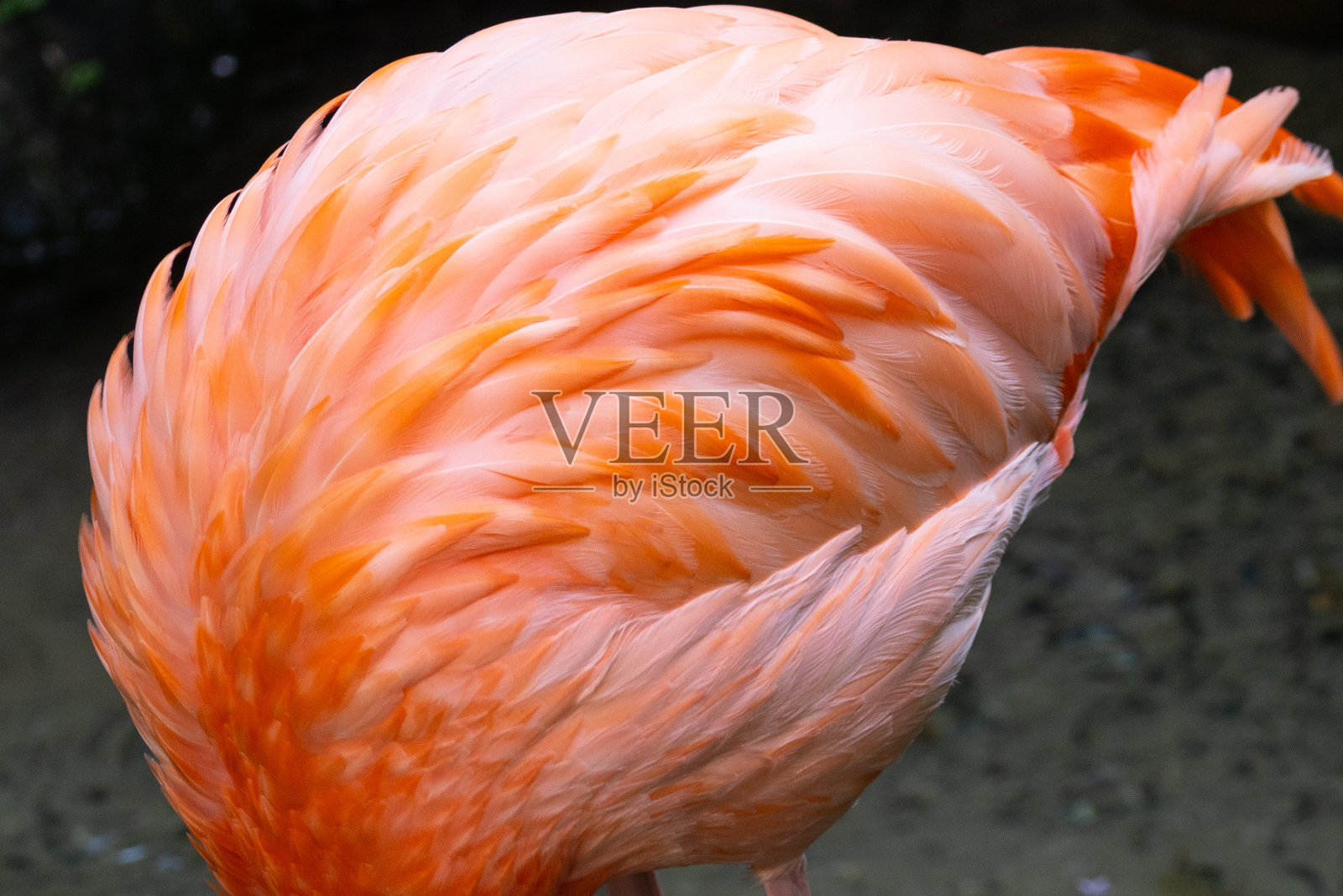 一只美洲火烈鸟的羽毛图案,摄于佛罗里达照片摄影图片