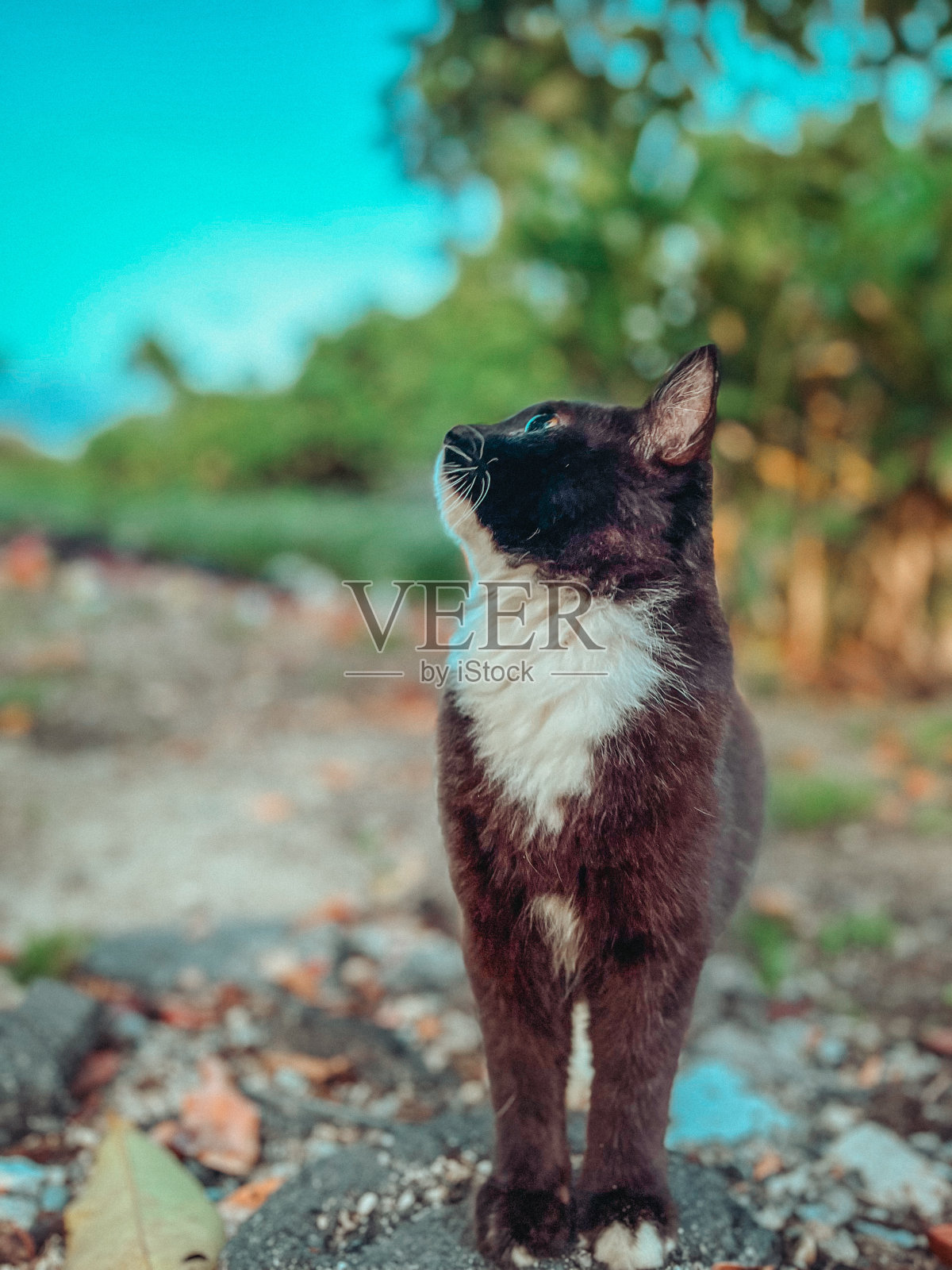 我可爱的猫照片摄影图片