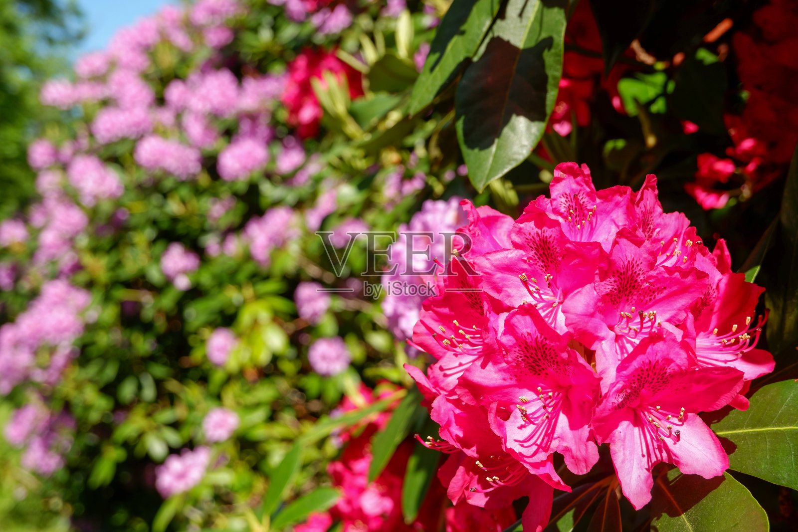 粉红色的木兰花。玉兰花在树上,杂交,玉兰天香照片摄影图片