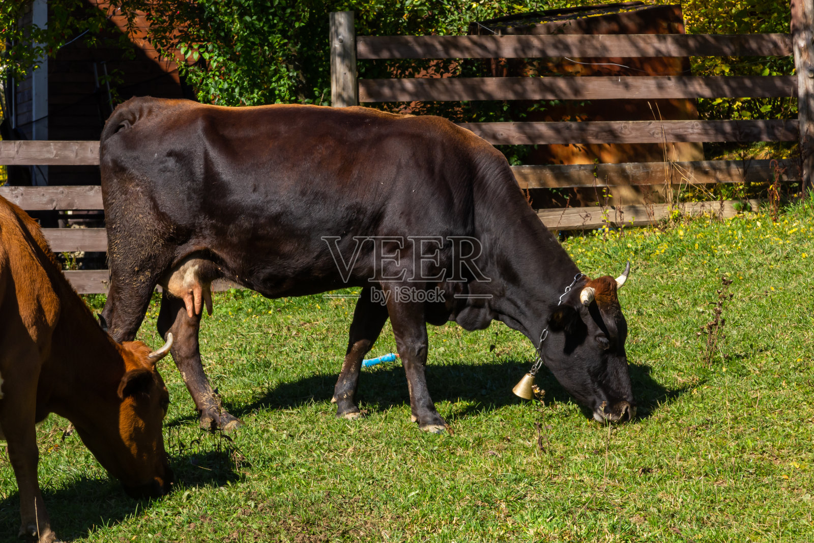 在牧场上吃草的棕色奶牛。背景中有更多的奶牛。象征快乐动物,生态环保农业照片摄影图片
