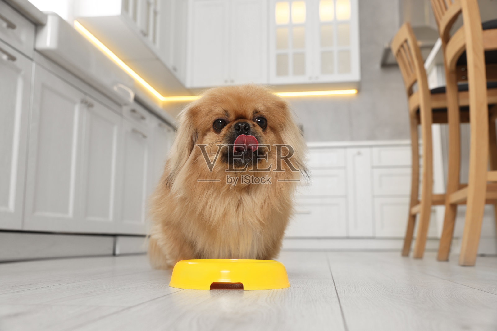 可爱的北京哈巴狗在宠物碗在厨房照片摄影图片