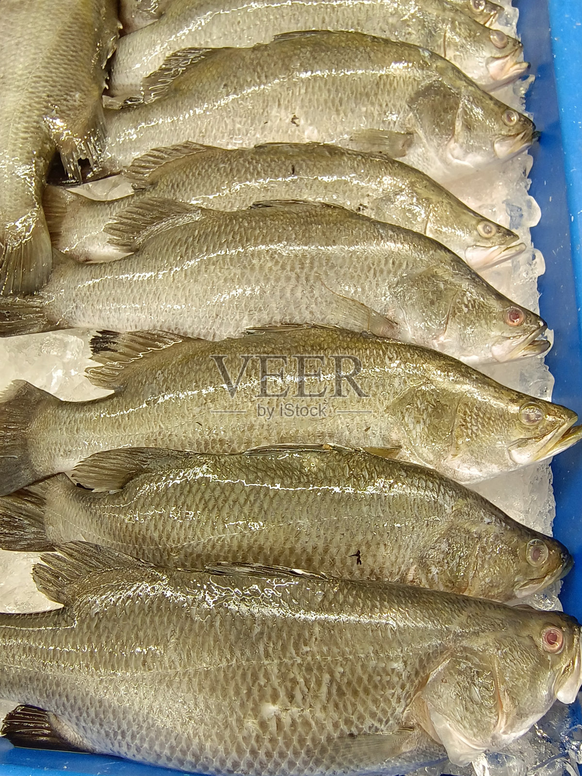 在市场上展示的澳洲肺鱼或亚洲海鲈鱼或当地称为ikan siakap照片摄影图片