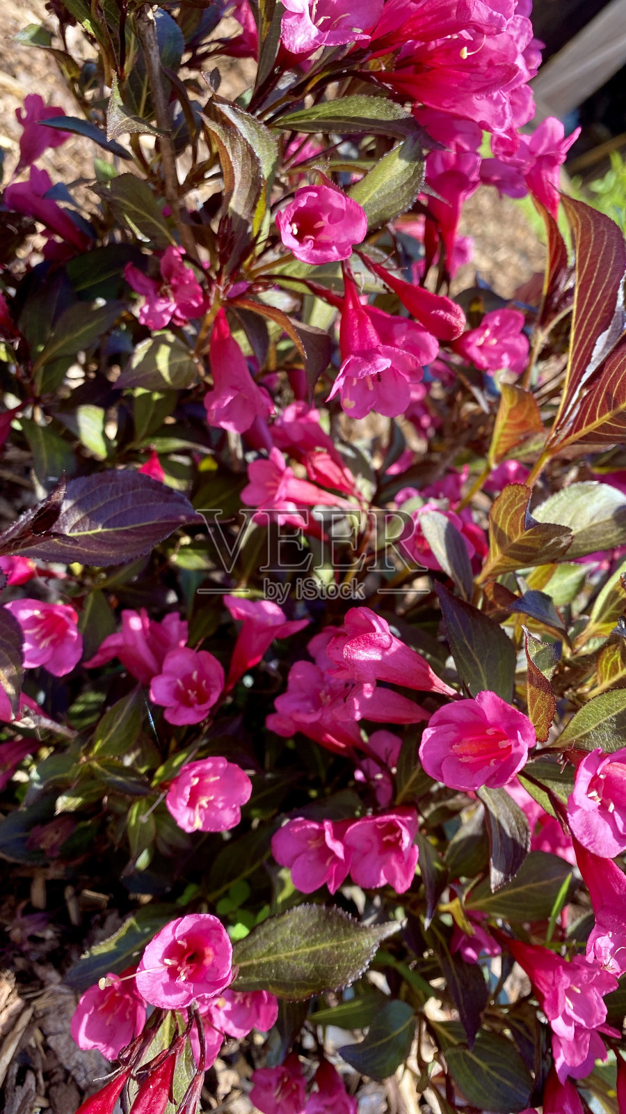 粉红色的花朵照片摄影图片
