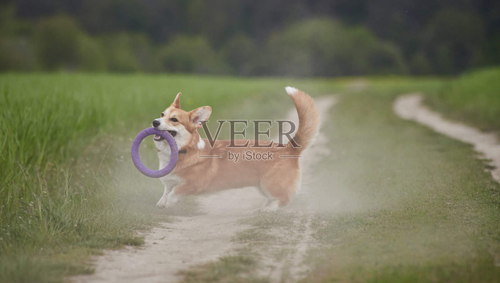 快乐的威尔士柯基彭布罗克狗玩拉车在春天的田野照片摄影图片