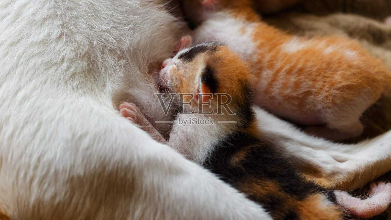 喂猫照片摄影图片