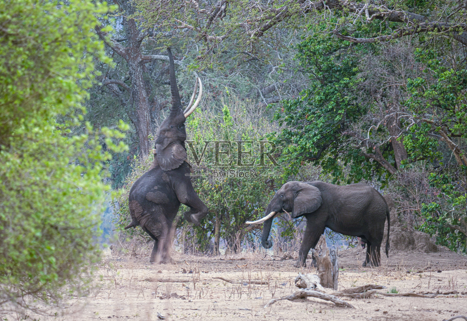在津巴布韦,一种特殊的大象叫“Boswell”照片摄影图片