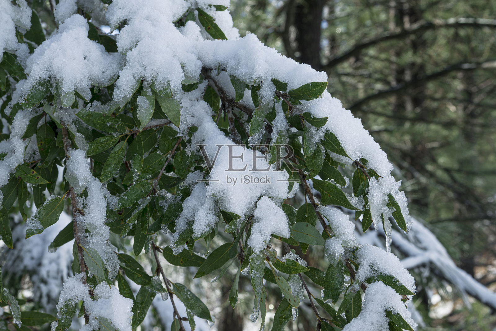 最近一场暴风雪后的树枝特写照片摄影图片
