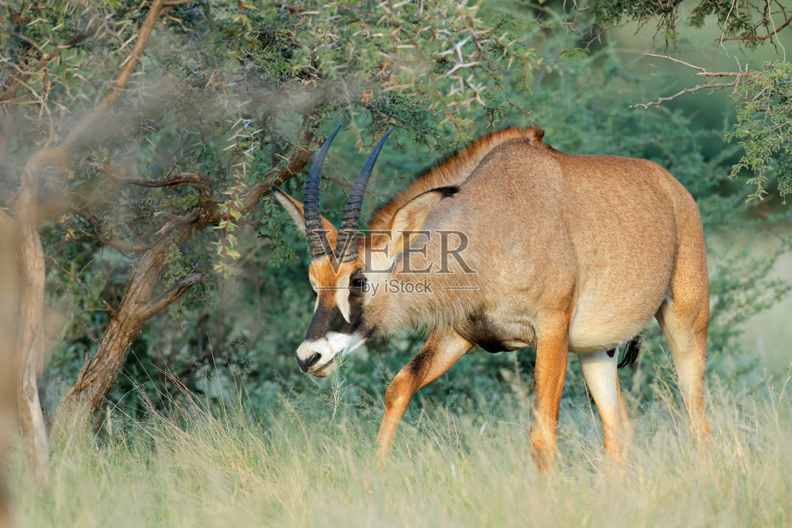 在南非莫卡拉国家公园的自然栖息地,一只罕见的羚羊(马羚)照片摄影图片