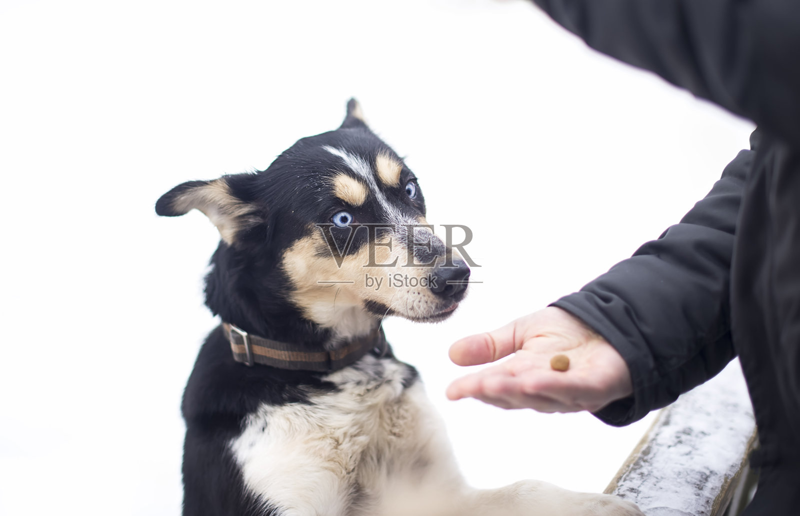 在冬天的户外,蓝色眼睛的哈士奇狗的肖像照片摄影图片