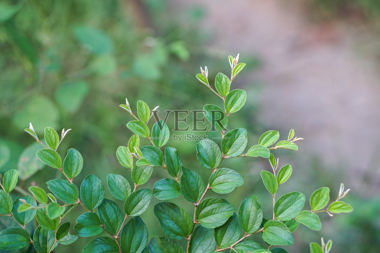 印度枣叶特写照片摄影图片