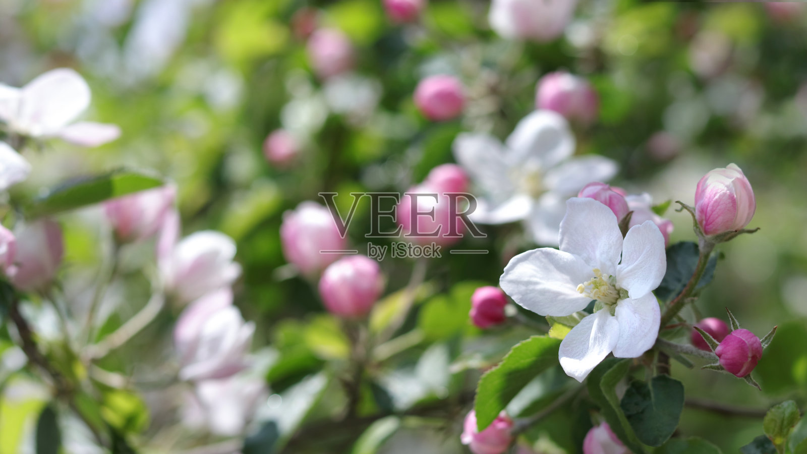 花繁叶茂的树枝特写:春日果园照片摄影图片