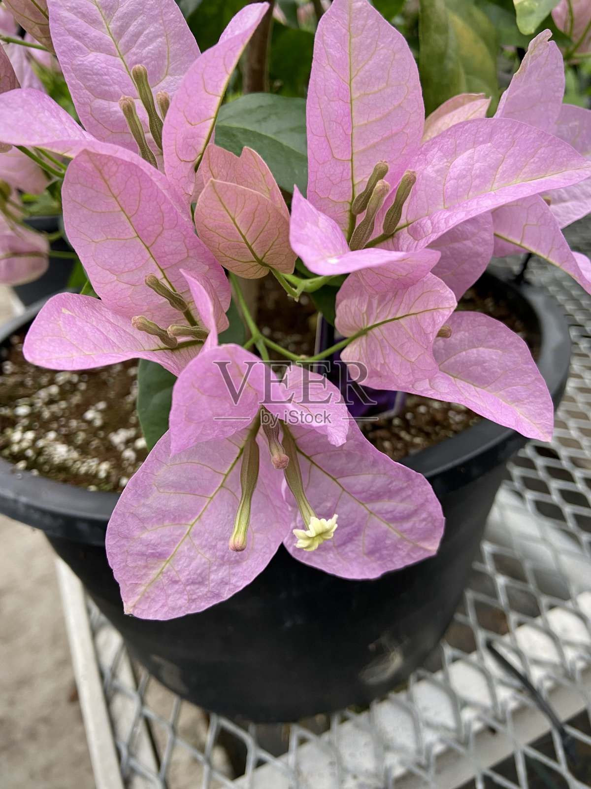 盛开的粉红色三角梅照片摄影图片