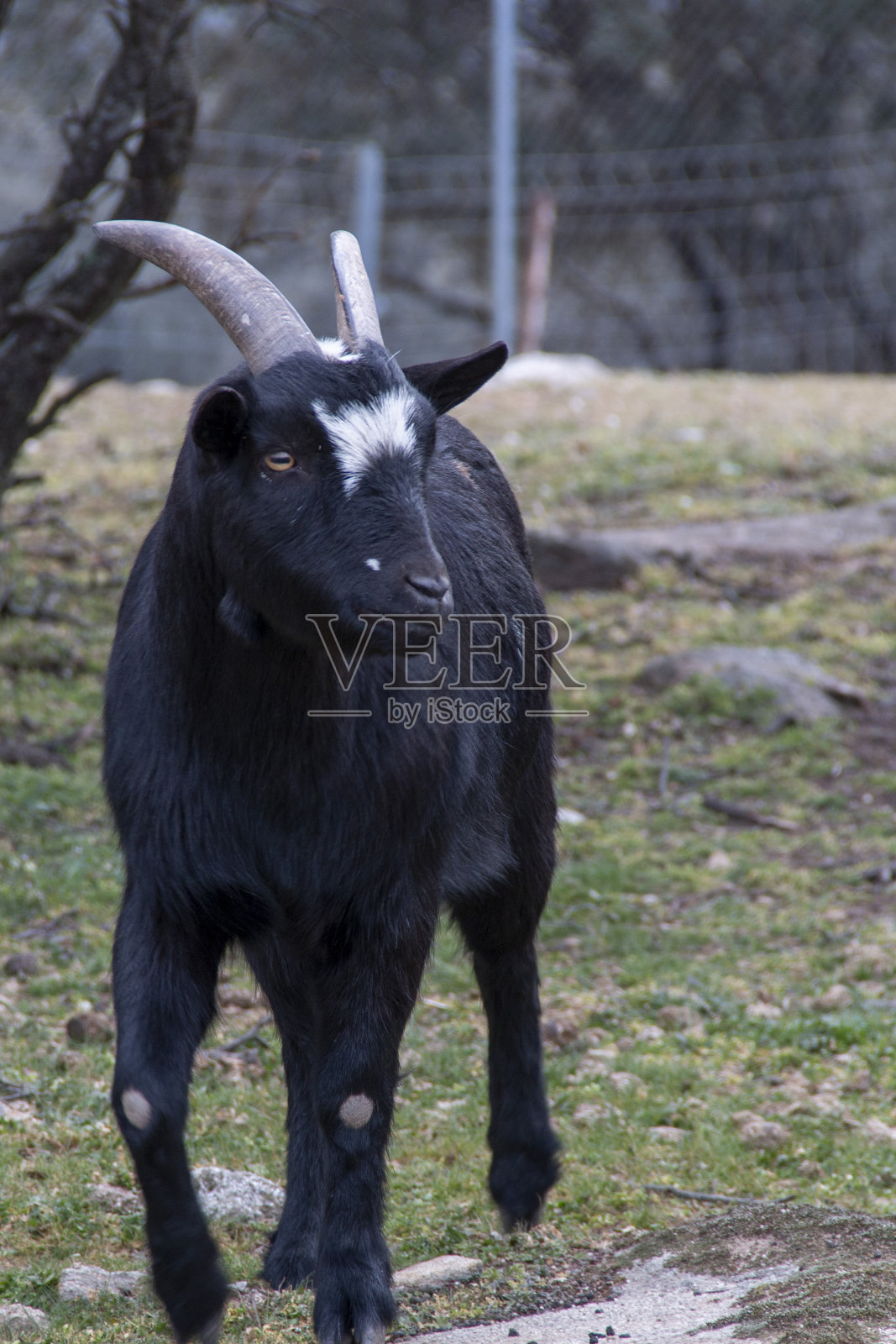 在冬天,你可以欣赏到山羊在畜栏里吃的草,以及它们生活的山区环境照片摄影图片