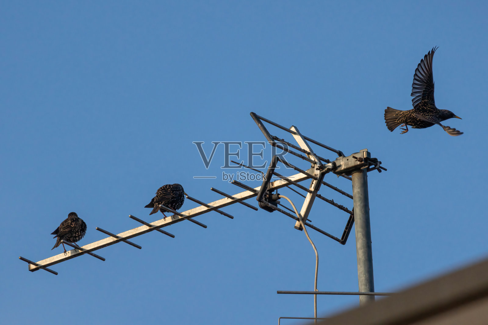 常见的燕八哥照片摄影图片